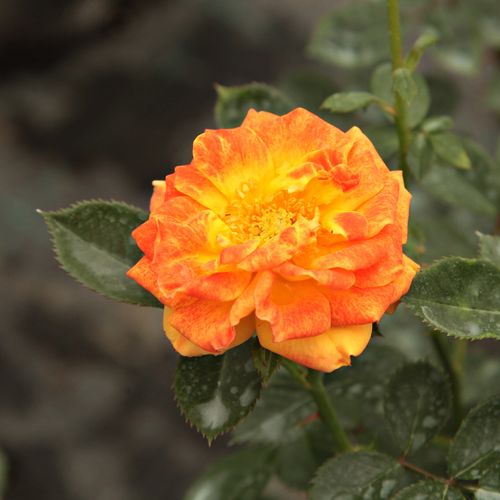 Rosa  Irish Eyes™ - oranžová - žlutá - Stromkové růže, květy kvetou ve skupinkách - stromková růže s keřovitým tvarem koruny